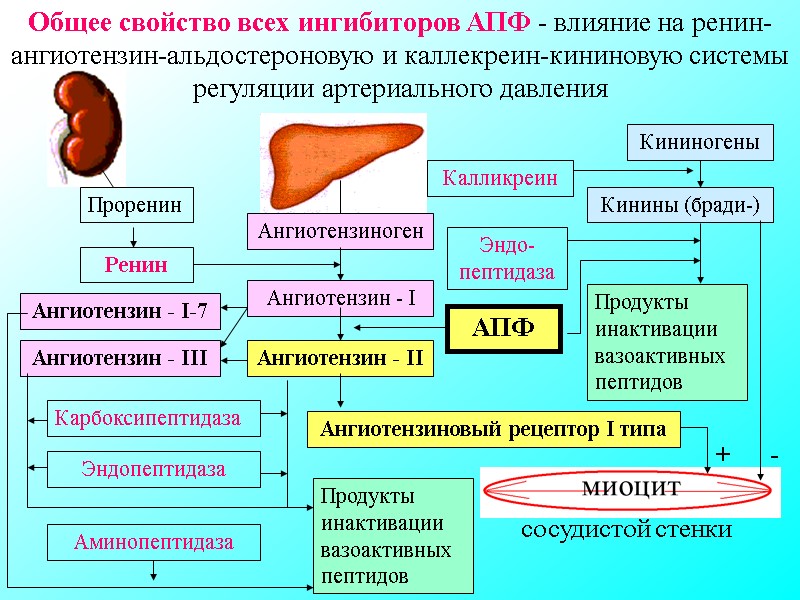 Проренин Ренин Ангиотензиноген Ангиотензин - I Ангиотензин - II Ангиотензиновый рецептор I типа Ангиотензин Проренин Ренин Ангиотензиноген Ангиотензин - I Ангиотензин - II Ангиотензиновый рецептор I типа Ангиотензин